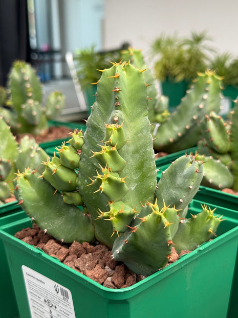 Euphorbia resinifera