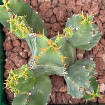 Euphorbia resinifera