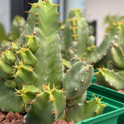 Euphorbia resinifera