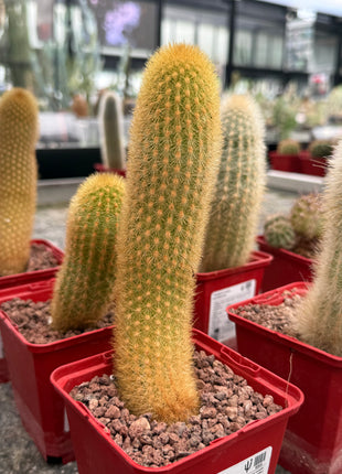Haageocereus lachayensis