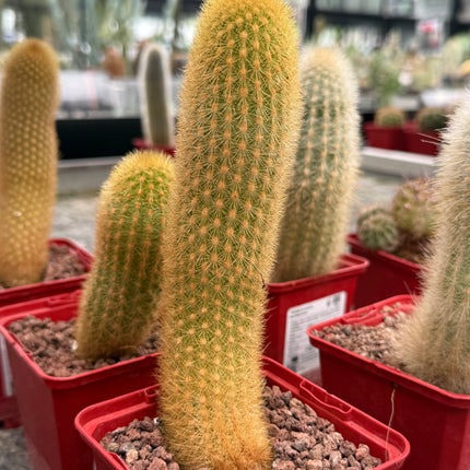 Haageocereus lachayensis