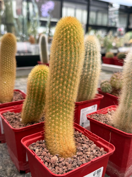 Haageocereus lachayensis