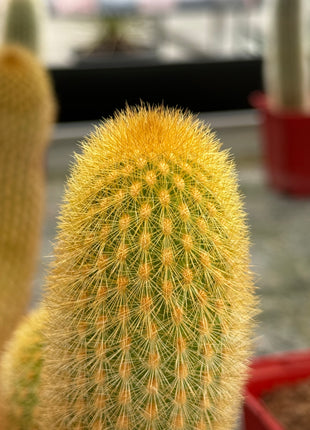 Haageocereus lachayensis