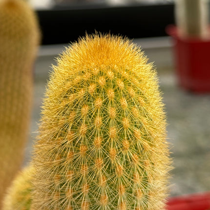 Haageocereus lachayensis