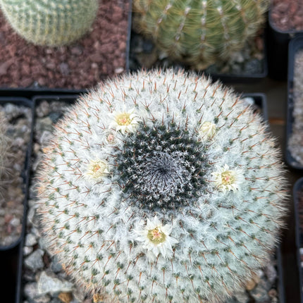 Mammillaria chionocephala