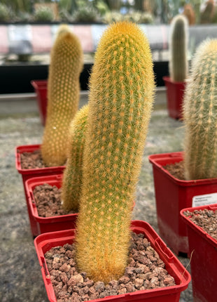 Haageocereus lachayensis