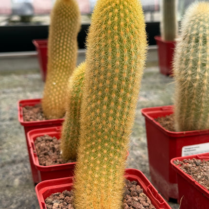 Haageocereus lachayensis