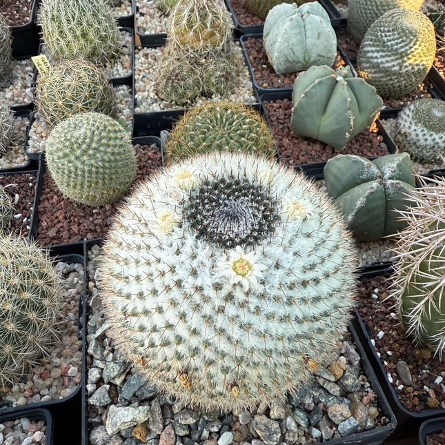 Mammillaria chionocephala