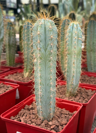 Pilosocereus pachycladus (azureus)