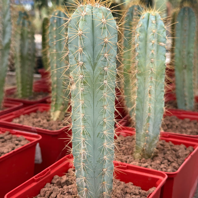 Pilosocereus pachycladus (azureus)