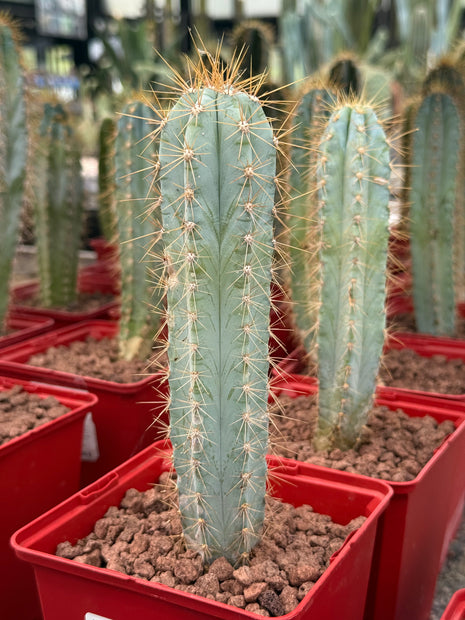 Pilosocereus pachycladus (Azureus)