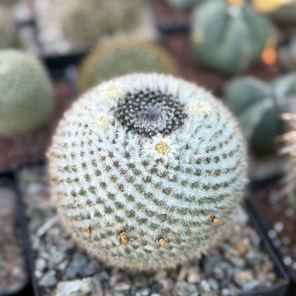 Mammillaria chionocephala