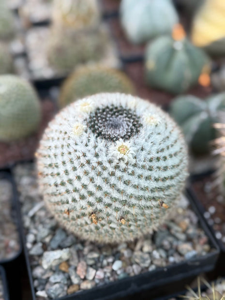 Mammillaria chionocephala