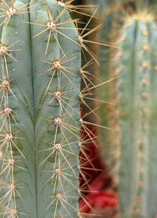 Pilosocereus pachycladus (azureus)