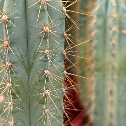 Pilosocereus pachycladus (azureus)