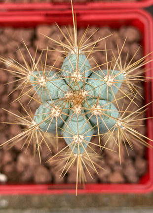 Pilosocereus pachycladus (azureus)