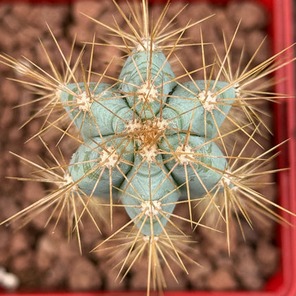 Pilosocereus pachycladus (azureus)