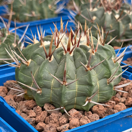 Echinofossulocactus coptonogonus