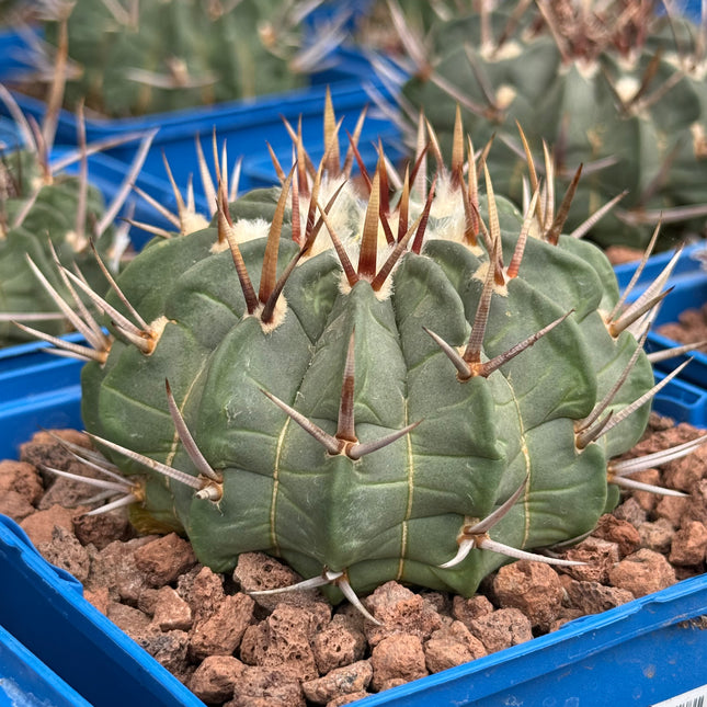 Echinofossulocactus coptonogonus
