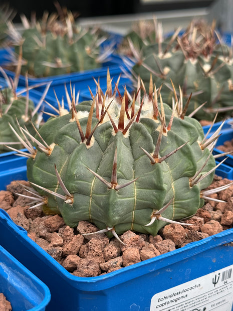 Echinofossulocactus coptonogonus