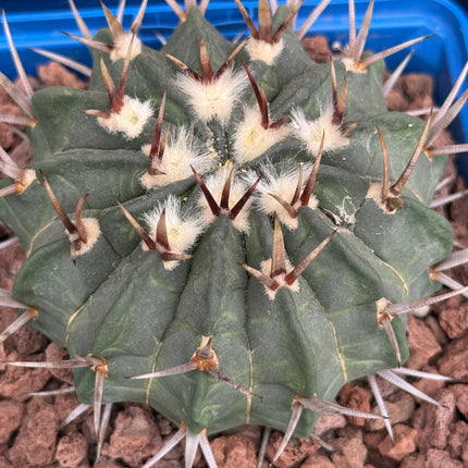 Echinofossulocactus coptonogonus