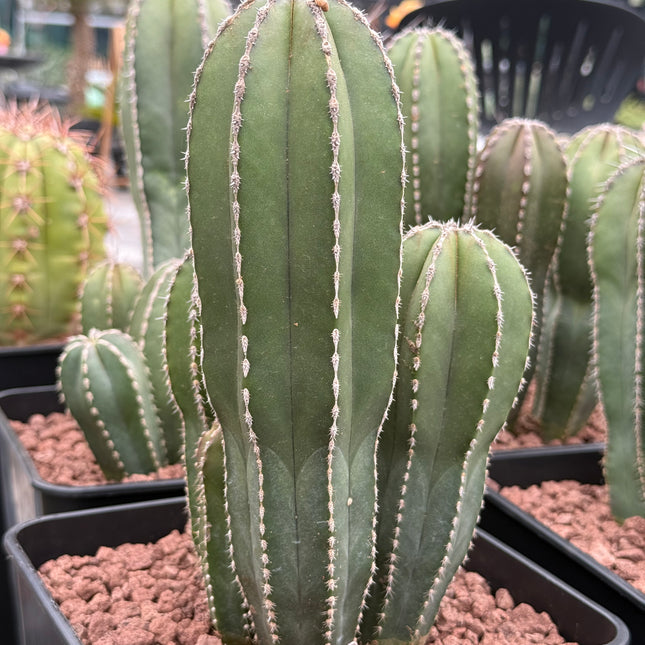 Lophocereus marginatus (Marginatocereus marginatus)