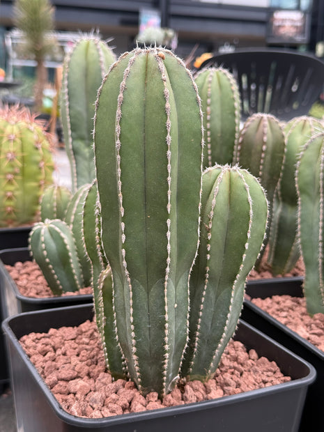 Lophocereus marginatus (Marginatocereus marginatus)