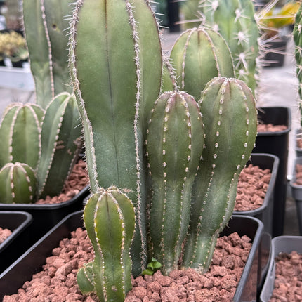 Lophocereus marginatus (Marginatocereus marginatus)