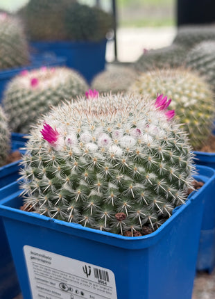 Mammillaria geminispina