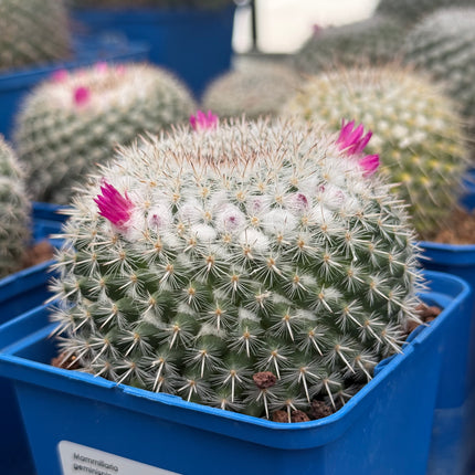 Mammillaria geminispina