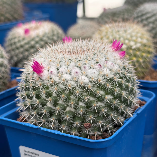 Mammillaria geminispina