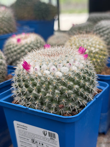 Mammillaria geminispina