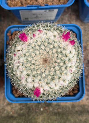 Mammillaria geminispina