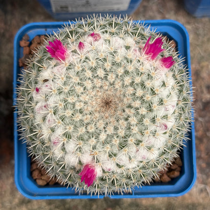 Mammillaria geminispina