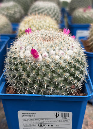 Mammillaria geminispina