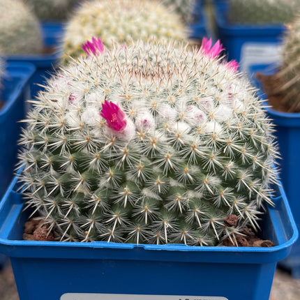 Mammillaria geminispina