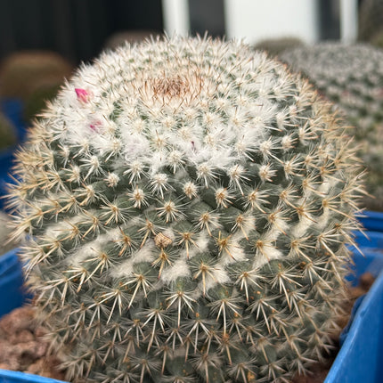 Mammillaria hahniana