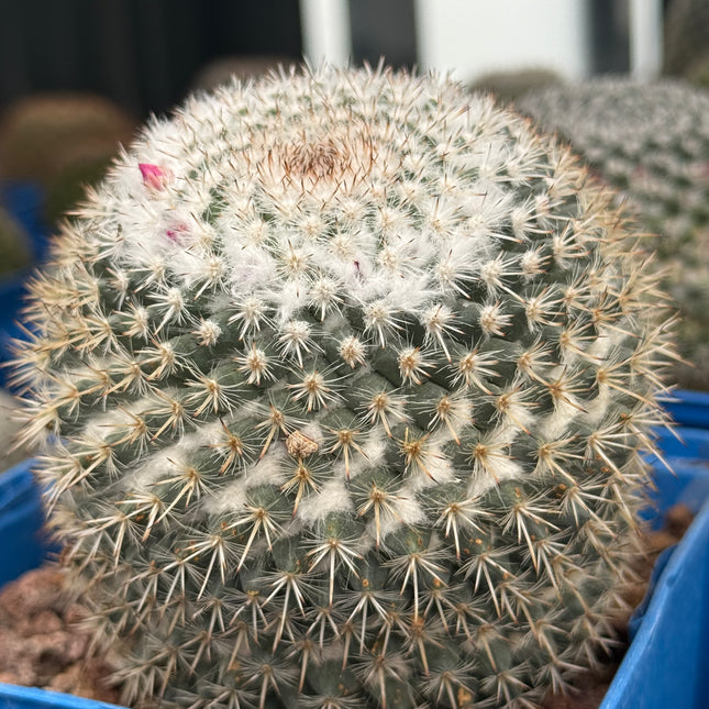 Mammillaria hahniana