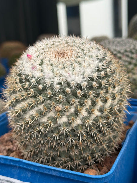 Mammillaria hahniana