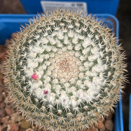Mammillaria hahniana