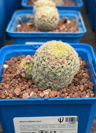 Mammillaria lauii
