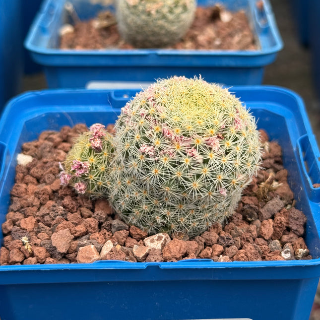 Mammillaria lauii