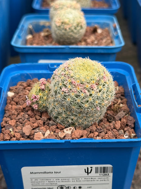 Mammillaria lauii