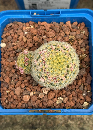 Mammillaria lauii