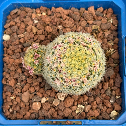 Mammillaria lauii