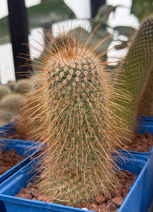 Mammillaria magnifica