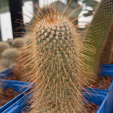 Mammillaria magnifica
