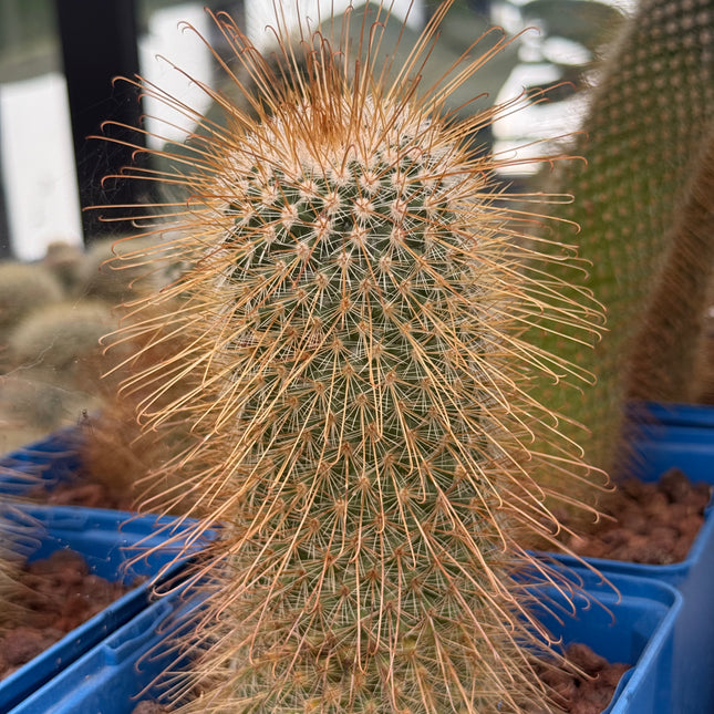 Mammillaria magnifica