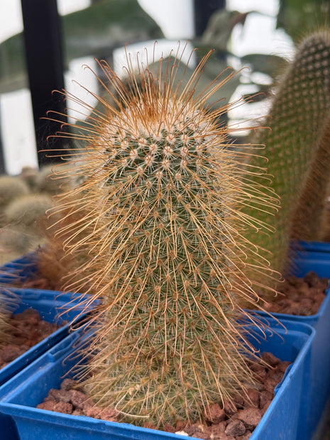 Mammillaria magnifica