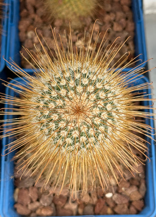 Mammillaria magnifica